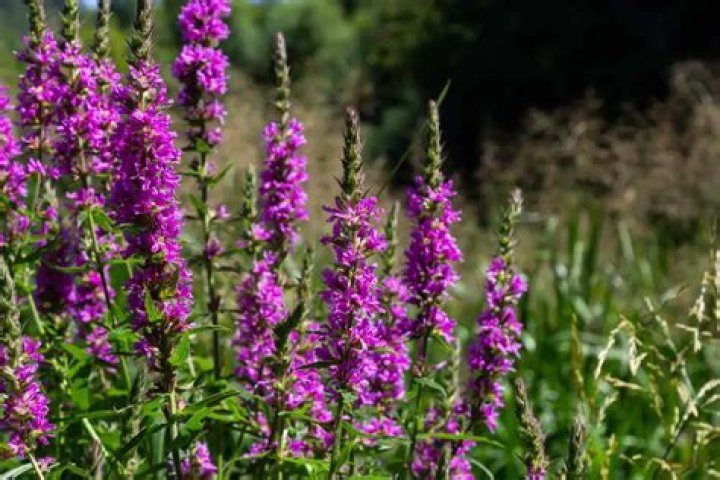 Should I cut back loosestrife