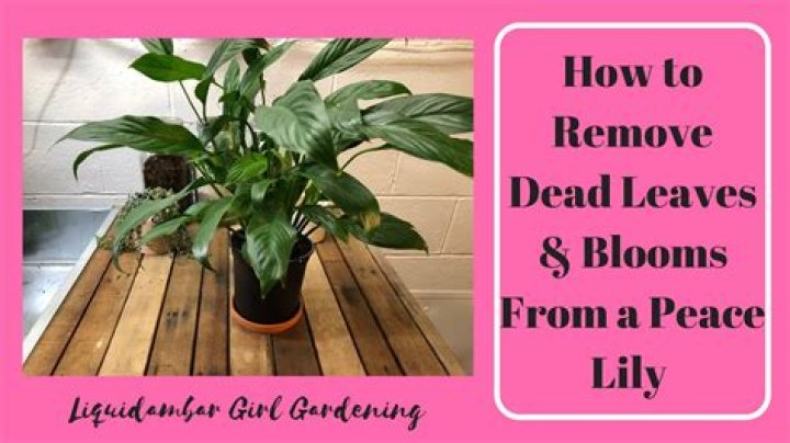 Should I cut the flowers off my peace lily