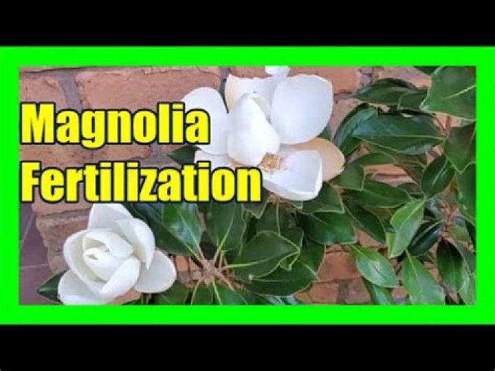 Should I fertilize my magnolia