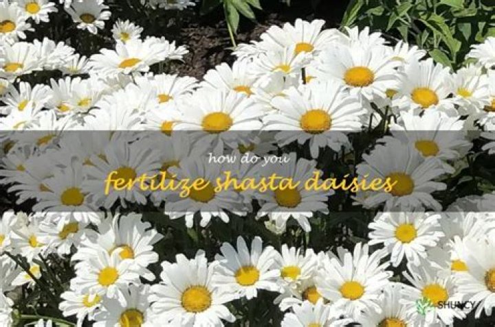 Should I fertilize Shasta daisies
