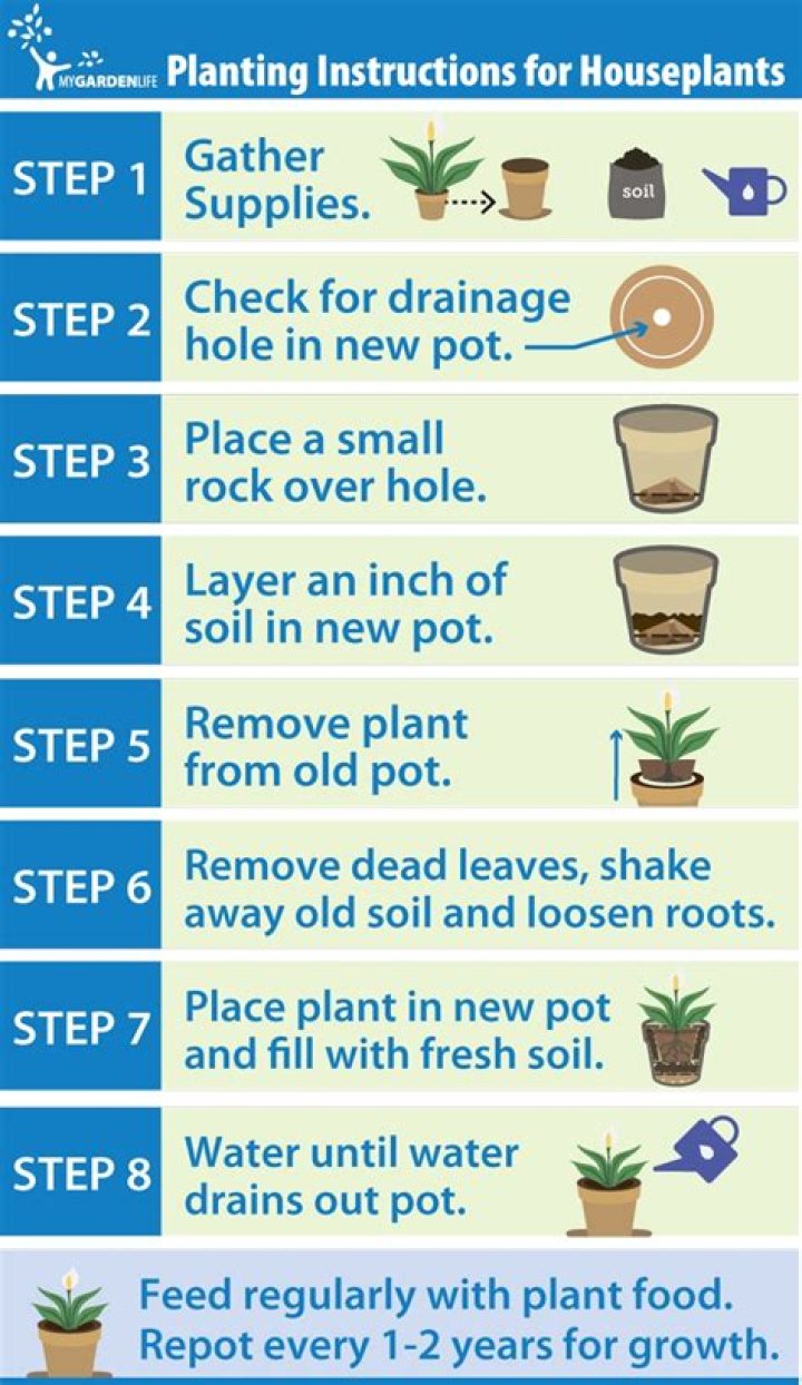 Should I repot my mini rose plant