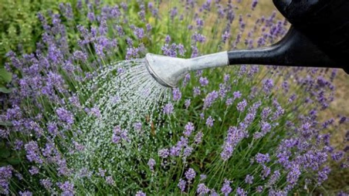 Should I water lavender every day