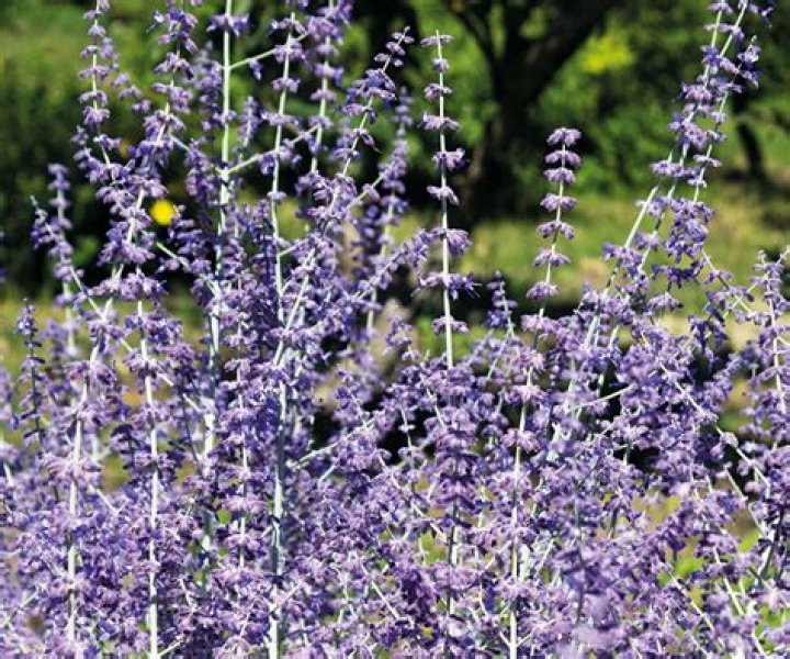 Should Russian sage be cut back