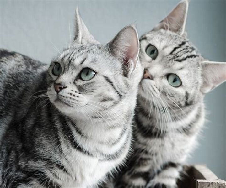 Should you adopt two cats at once