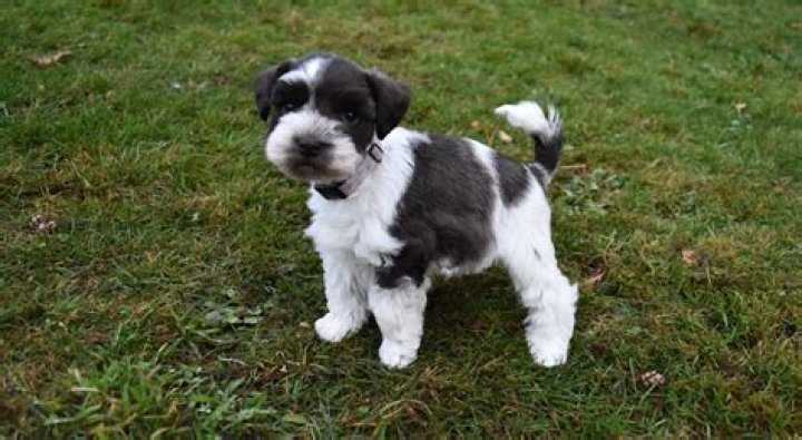 Should you dock a schnauzers tail