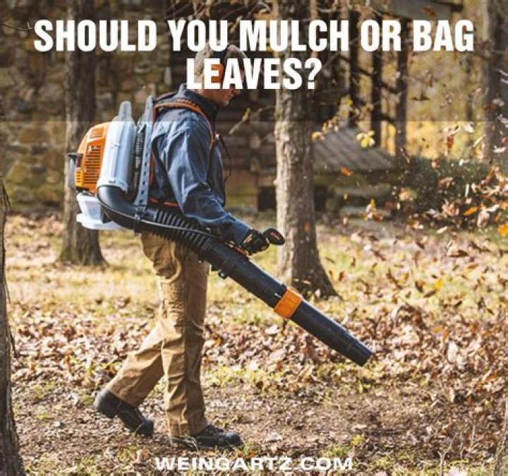 Should you mulch or bag leaves