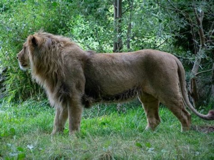 Were there ever Lions in Japan