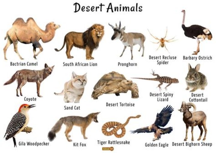 What 3 animals live in the desert