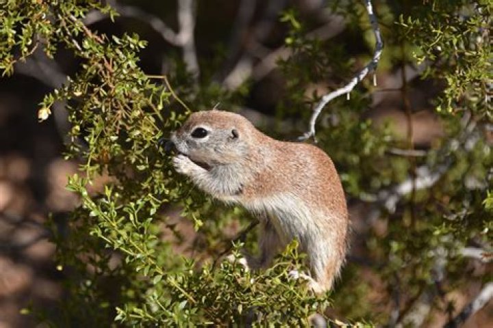 What animal eats creosote bush