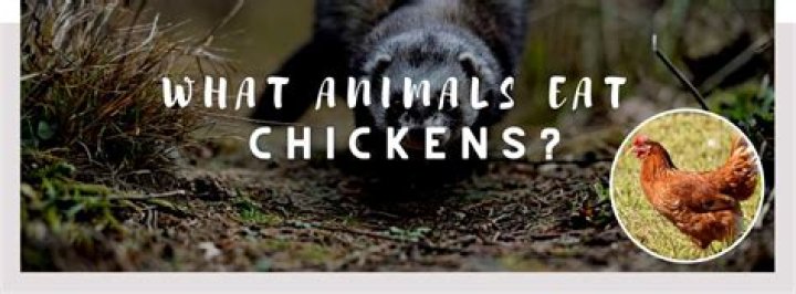 What animal eats just the head
