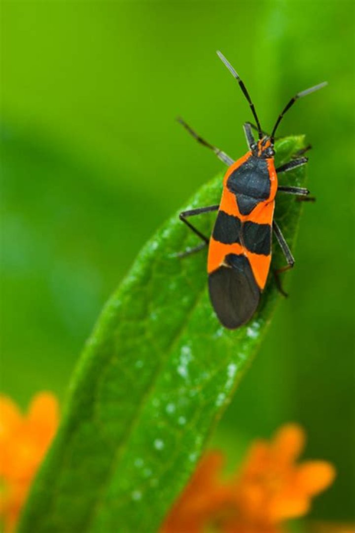 What animal eats milkweed bugs