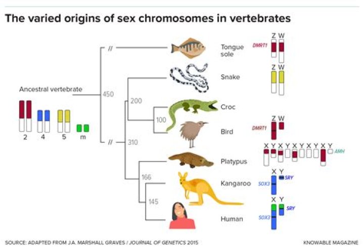 What animal has 62 chromosomes