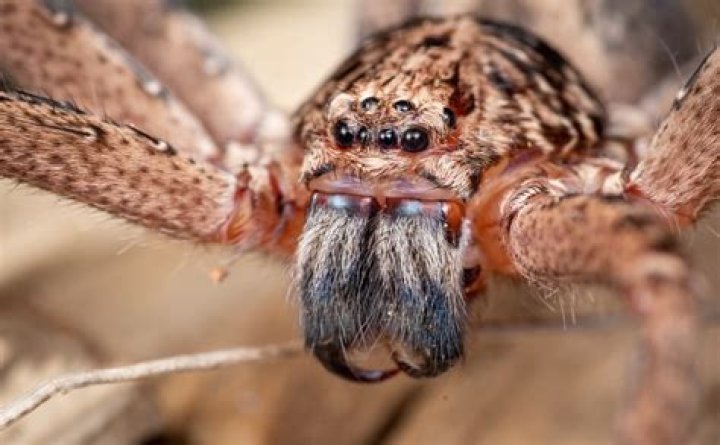 What animal kills big spiders