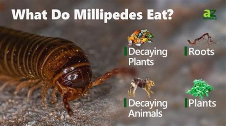 What animals do millipedes eat