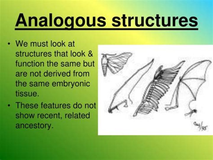 What are analogous structures