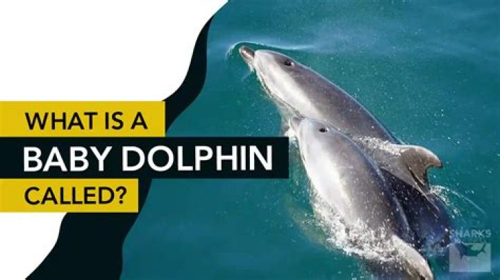 What are baby dolphins called