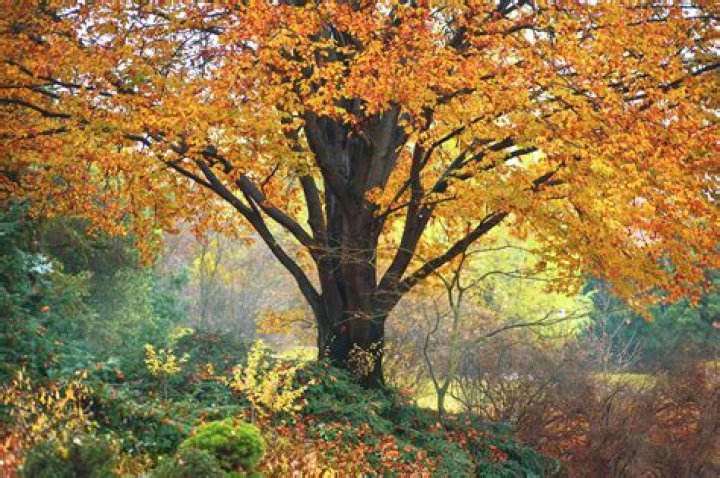 What are beech trees good for