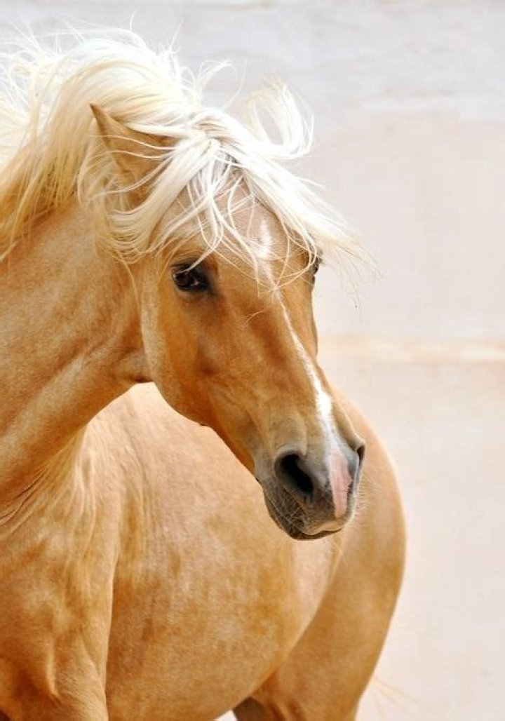 What are blonde horses called