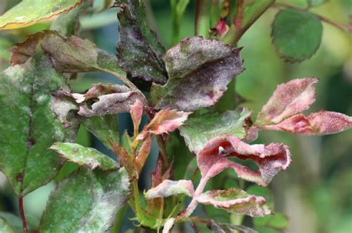 What are common rose diseases