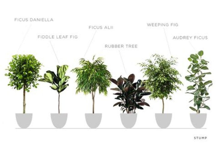 What are ficus trees good for