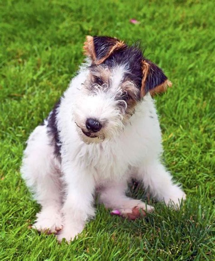What are fox terriers used for