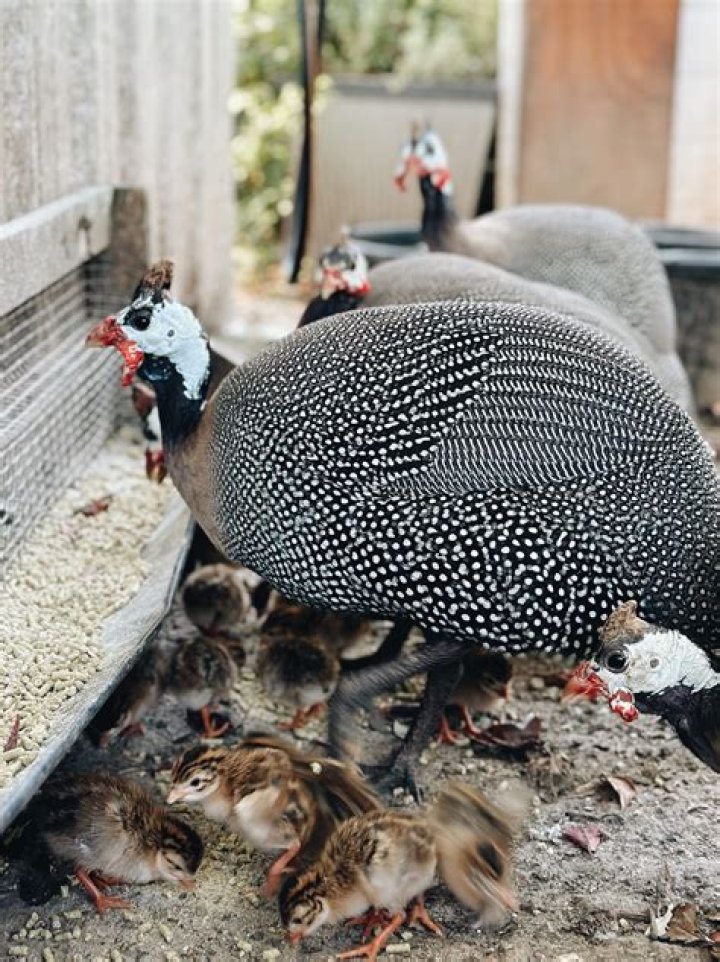 What are guinea keets good for