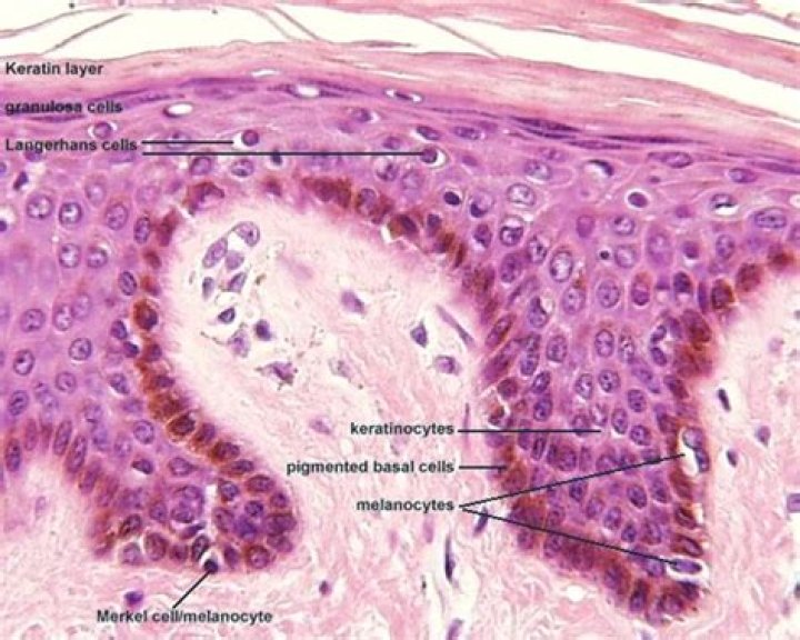 What are keratinocytes quizlet