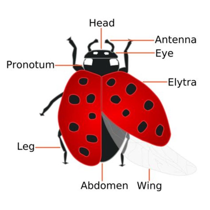 What are ladybug wings made of