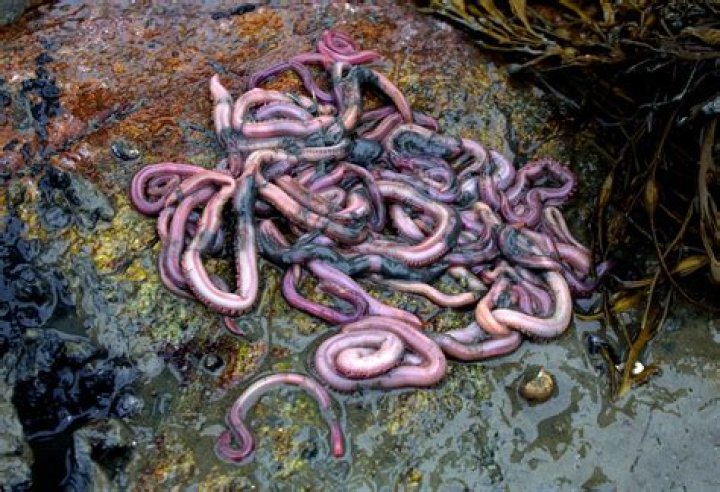 What are marine worms used for