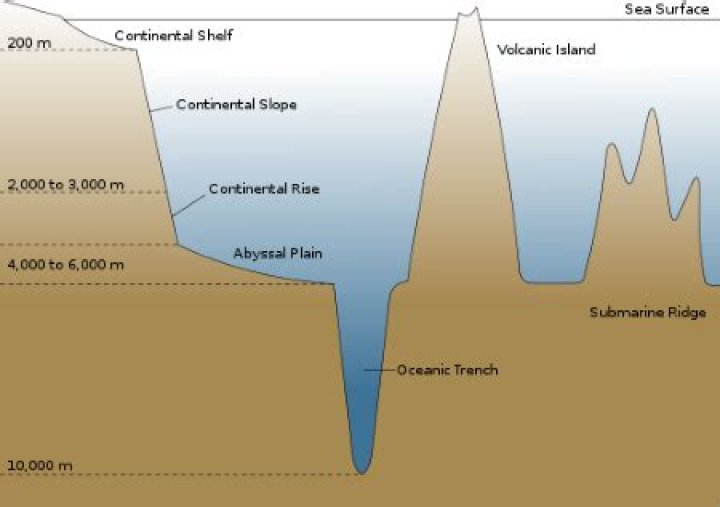 What are neritic sediments composed of