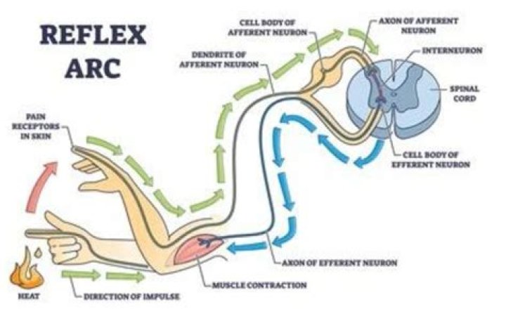 What are neurological reflexes