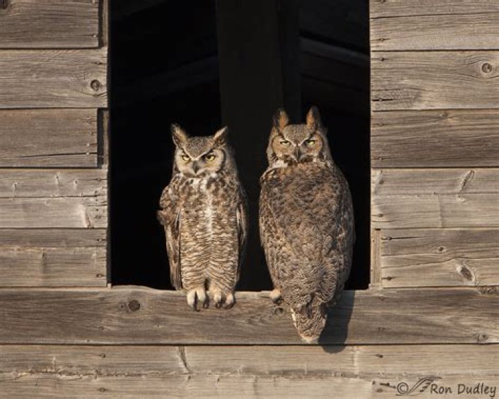 What are owl ear tufts called