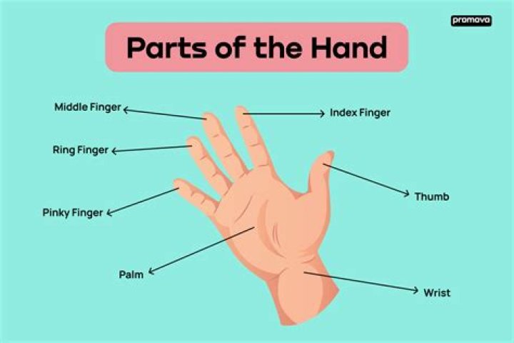 What are parts of hand called
