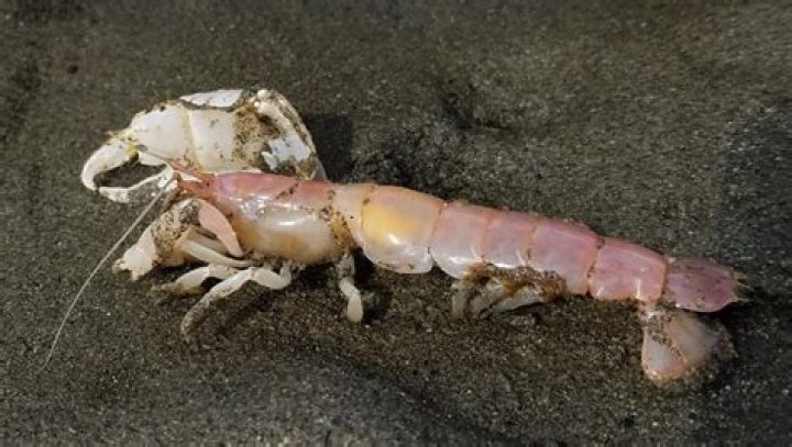 What are sand shrimp used for