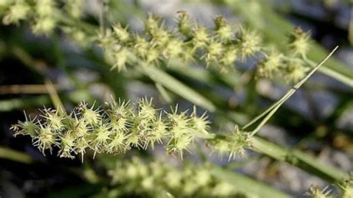 What are sticker plants called