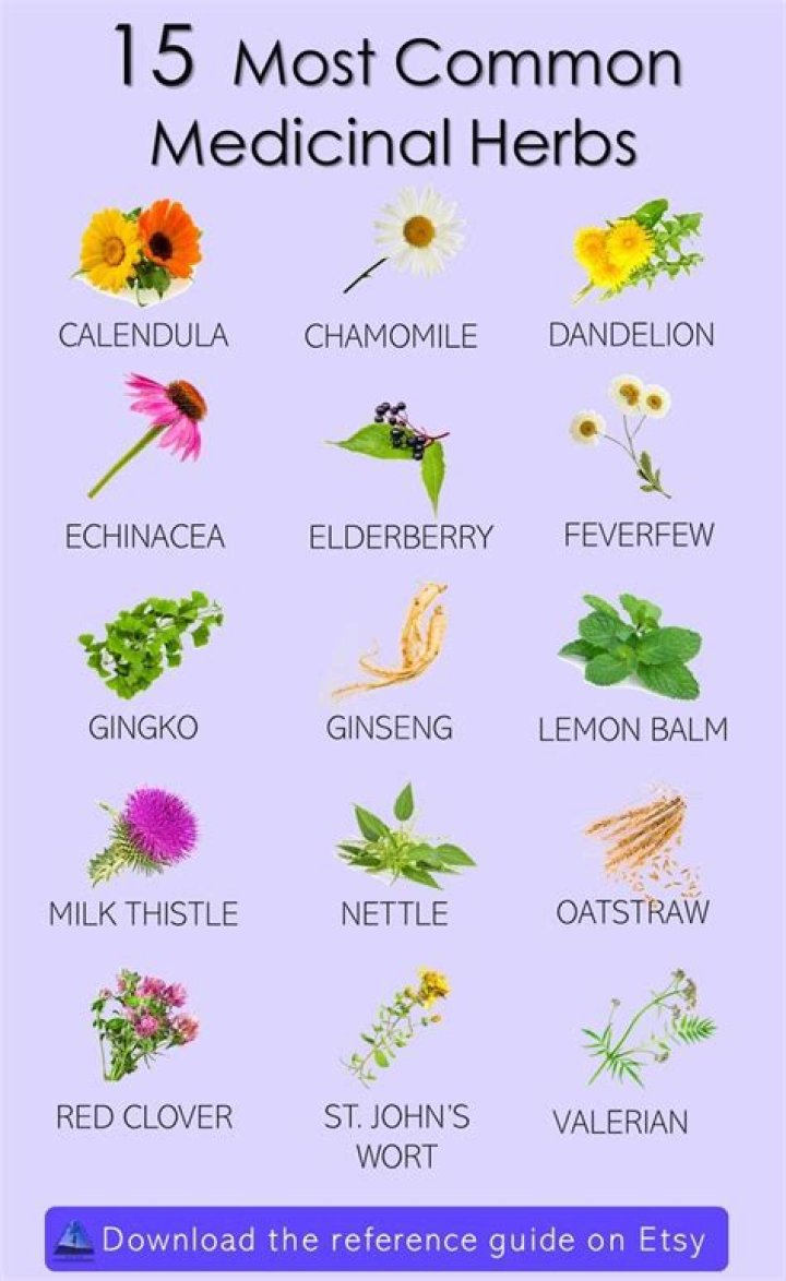 What are the 10 most common herbs