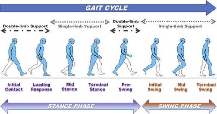 What are the 4 phases of gait