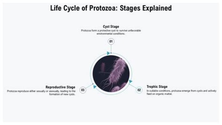 What are the 4 ways protozoa move