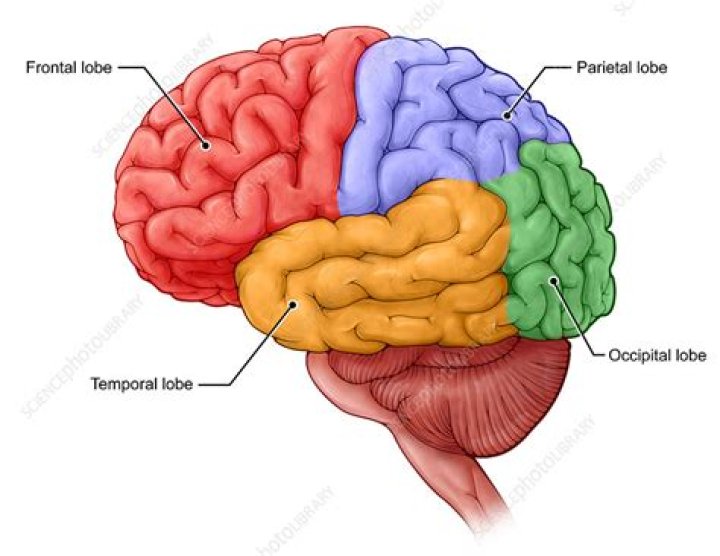 What are the 5 lobes of the brain