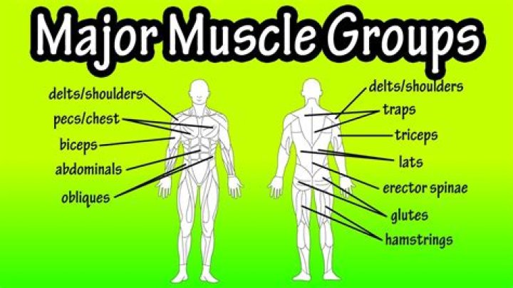 What are the 5 main muscle groups