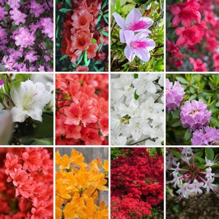 What are the colors of azaleas