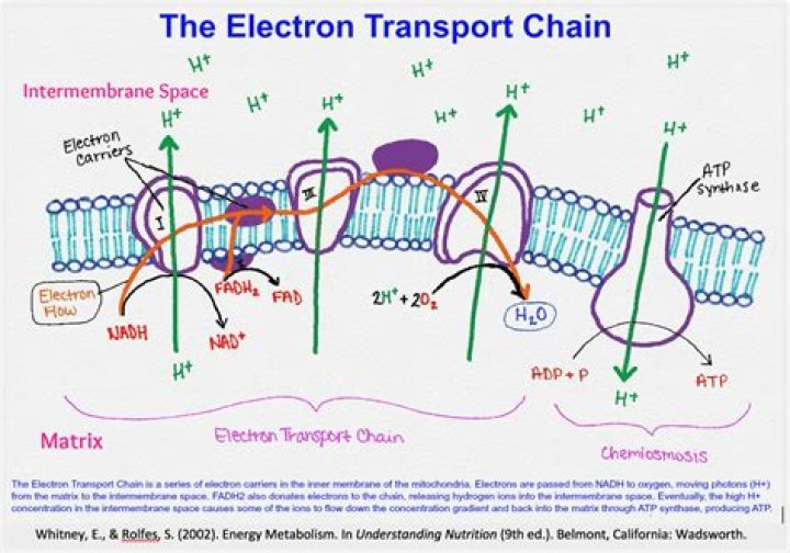 What are the electron carriers