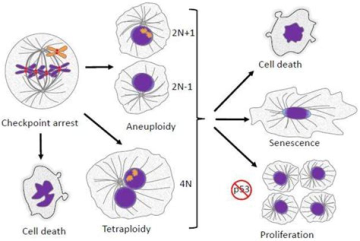 What are the errors in mitosis
