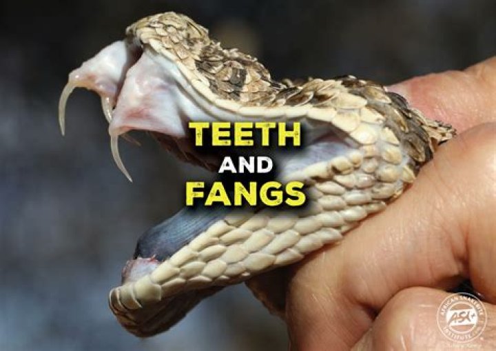 What are the fang teeth called