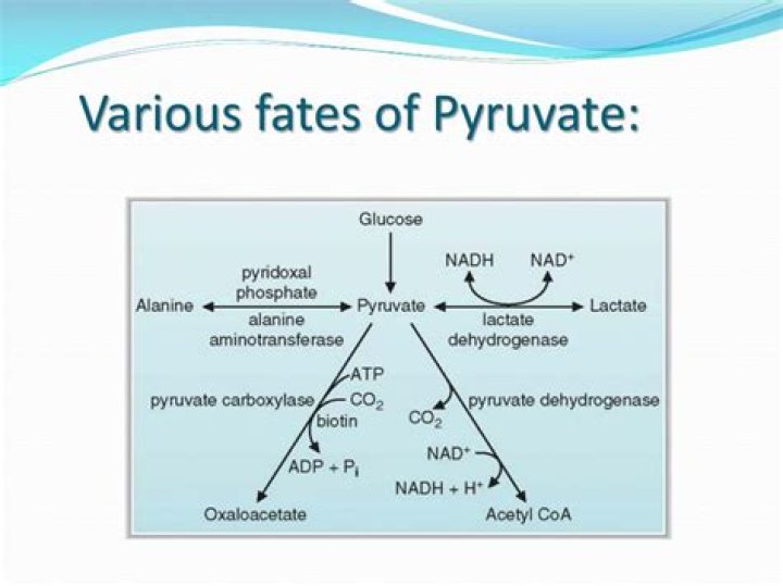 What are the fates of pyruvate