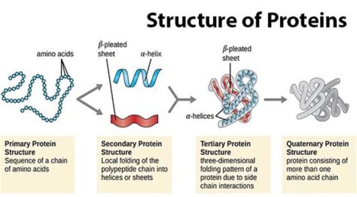 What are the four levels of protein structure quizlet