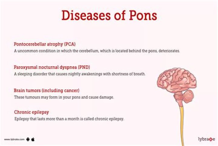 What are the functions of Pons