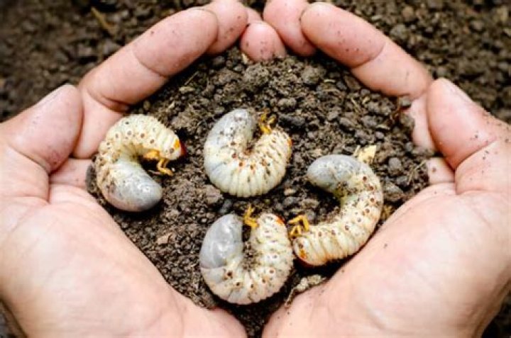 What are the grubs in my plums