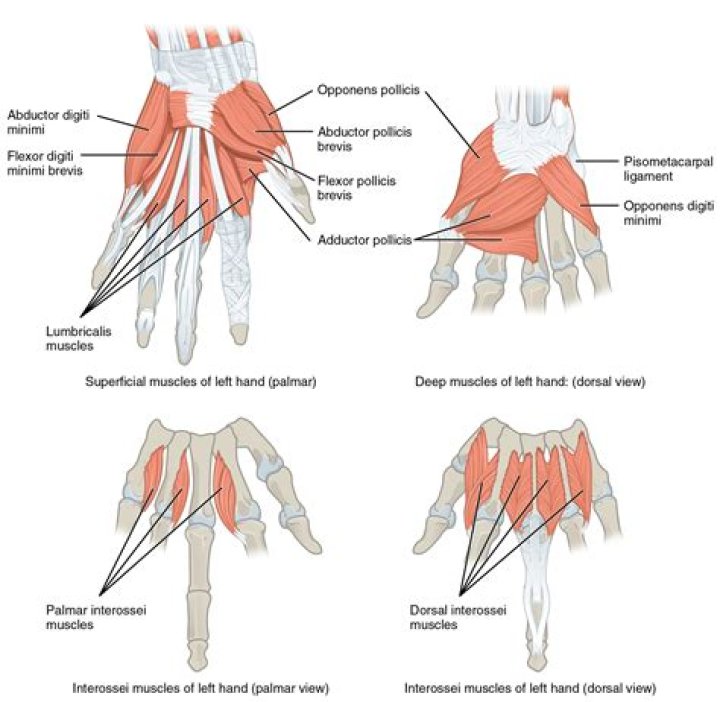 What are the intrinsic muscles