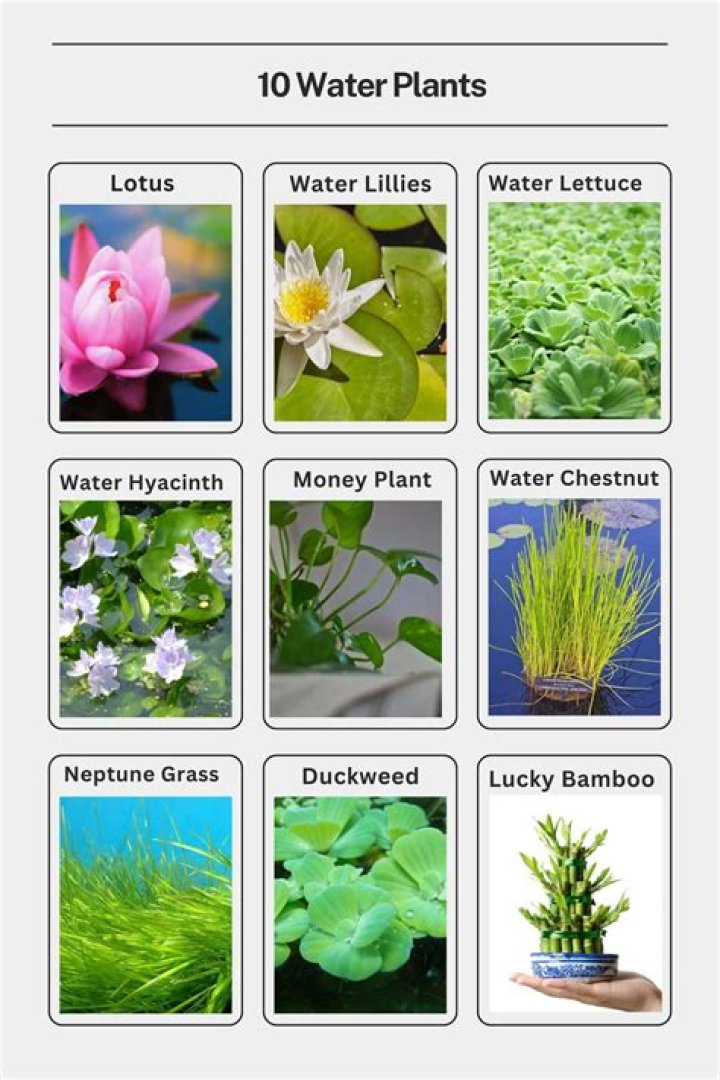 What are the name of water plants